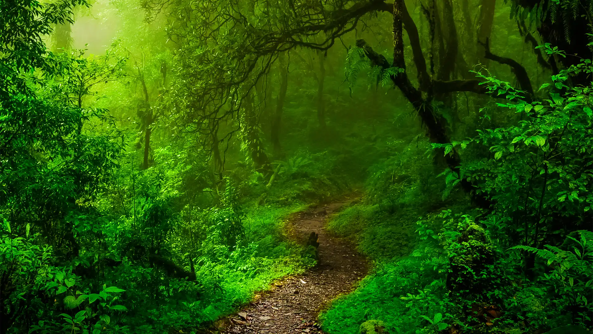 Dense, lush green forest filled with thick vegetation and tall trees, with a narrow dirt path winding through the center and soft light filtering down through the canopy above.