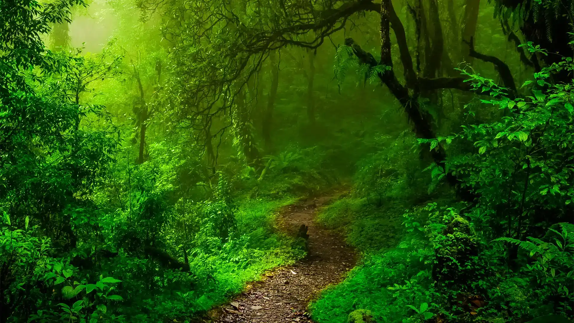 Green Rainforest