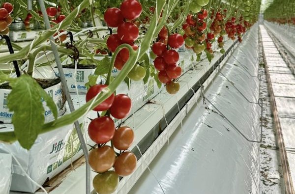 Romanian SME Photo2 Website